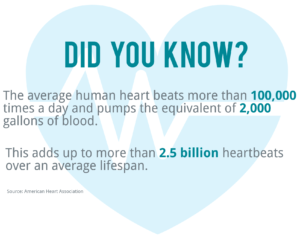 The average human heart beats more than 100,000 times a day, pumping the equivalent of 2,000 gallons of blood. This adds to more than 2.5 million heartbeats over an average lifespan.