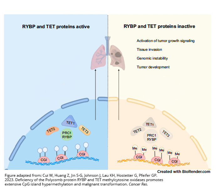 Figure from paper. Credit line: Image adapted from Cui W, Huang Z, Jin S-G, Johnson J, Lau KH, Hostetter G, Pfeifer GP. 2023. Deficiency of the Polycomb protein RYBP and TET methylcytosine oxidases promotes extensive CpG island hypermethylation and malignant transformation (https://aacrjournals.org/cancerres/article/doi/10.1158/0008-5472.CAN-23-0269/727160/Deficiency-of-the-Polycomb-protein-RYBP-and-TET) . Cancer Res.